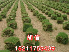 郴州草皮種植基地@郴州草皮價(jià)格 -郴州馬尼拉草皮,郴州馬尼拉草皮種植基地,郴州苗木種植基地-產(chǎn)品頻道-金泉網(wǎng)