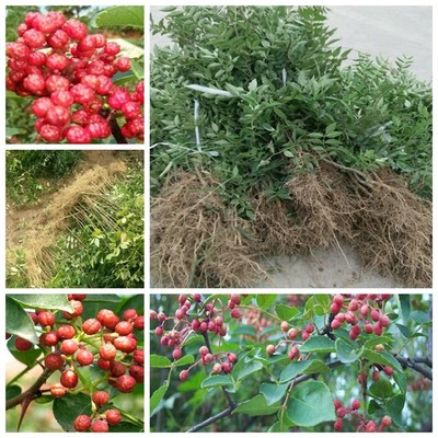 種植花椒苗品種新中苗木花椒苗長(zhǎng)期供應(yīng)