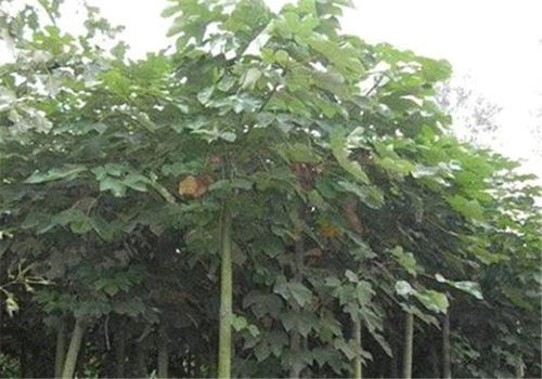 景龍生態(tài)綠化建設(shè) 圖 苗木種植基地在哪里 寧夏苗木種植基地